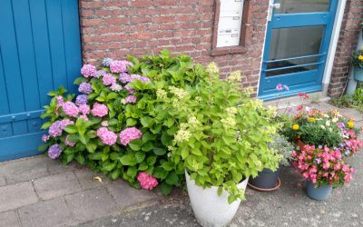 Foto’s (1)